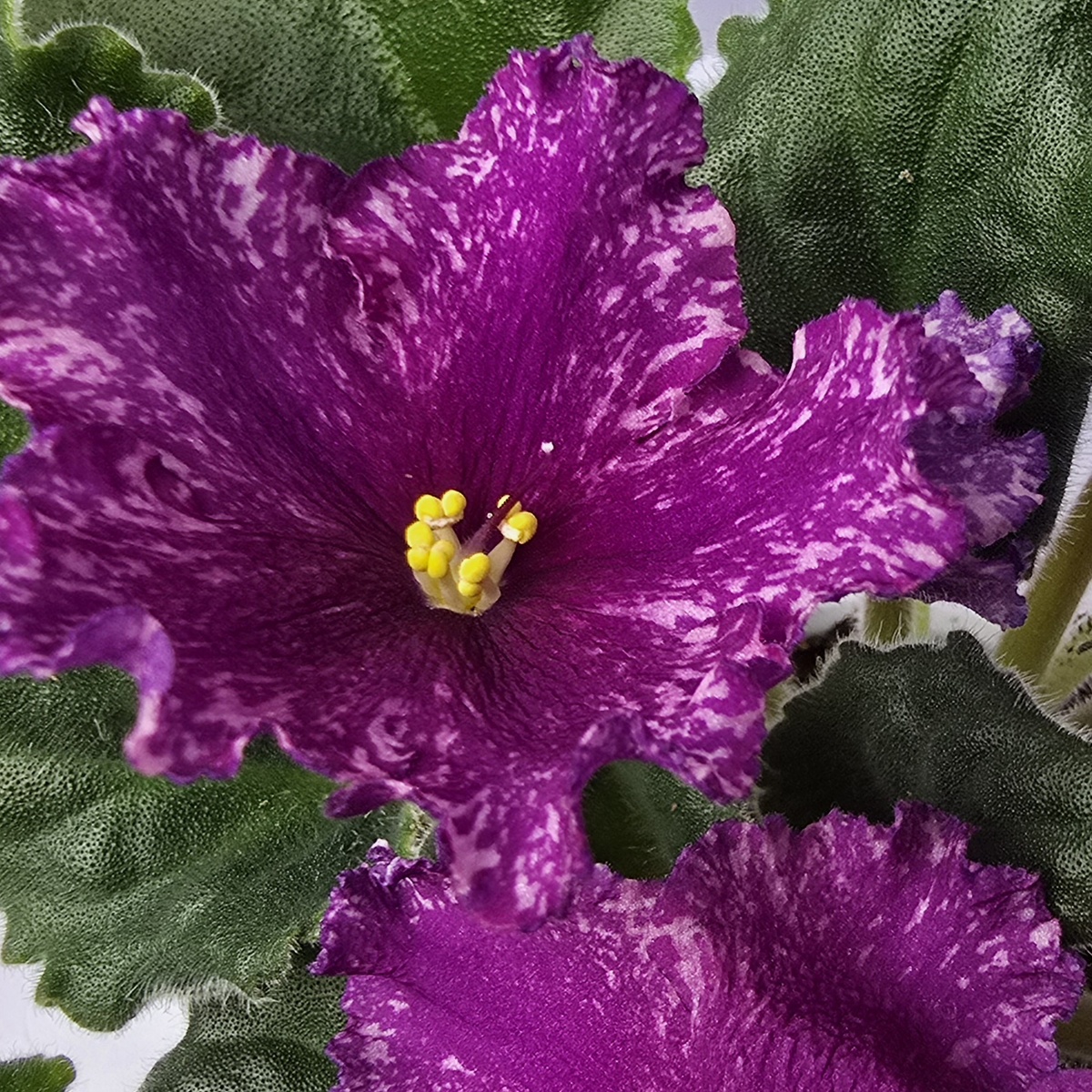 Ав-Тайны Востока