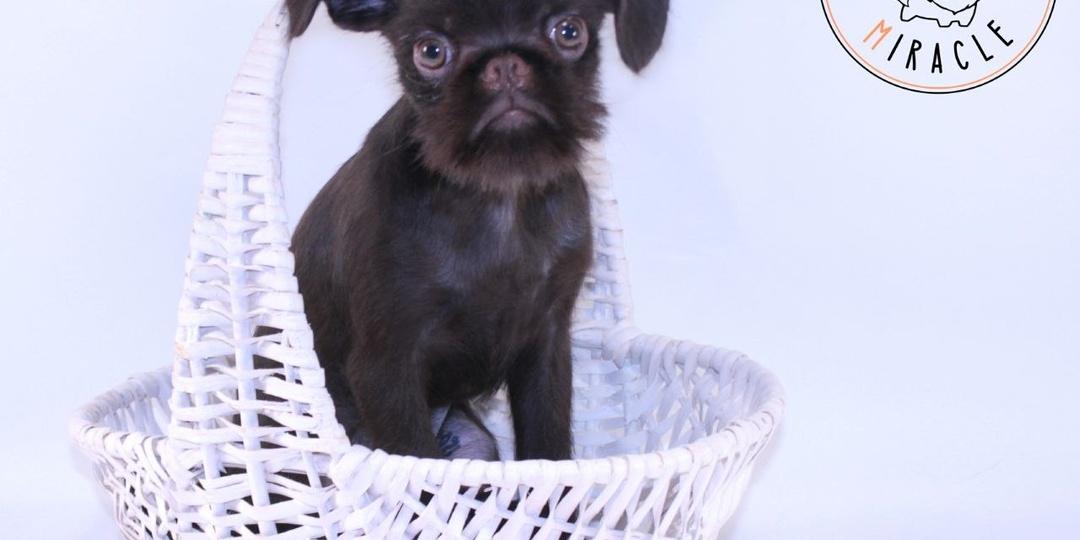 ✨Первый тримминг Ефима — маленького грифона