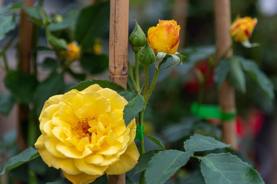    Садовод Щербакова назвала несколько правил ухода за розами после зимы Михаил ФРОЛОВ