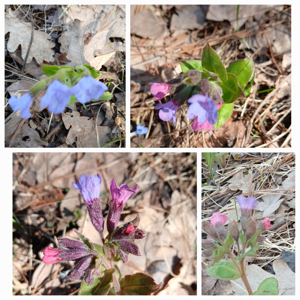 Фото моё. 11.04.2026г.