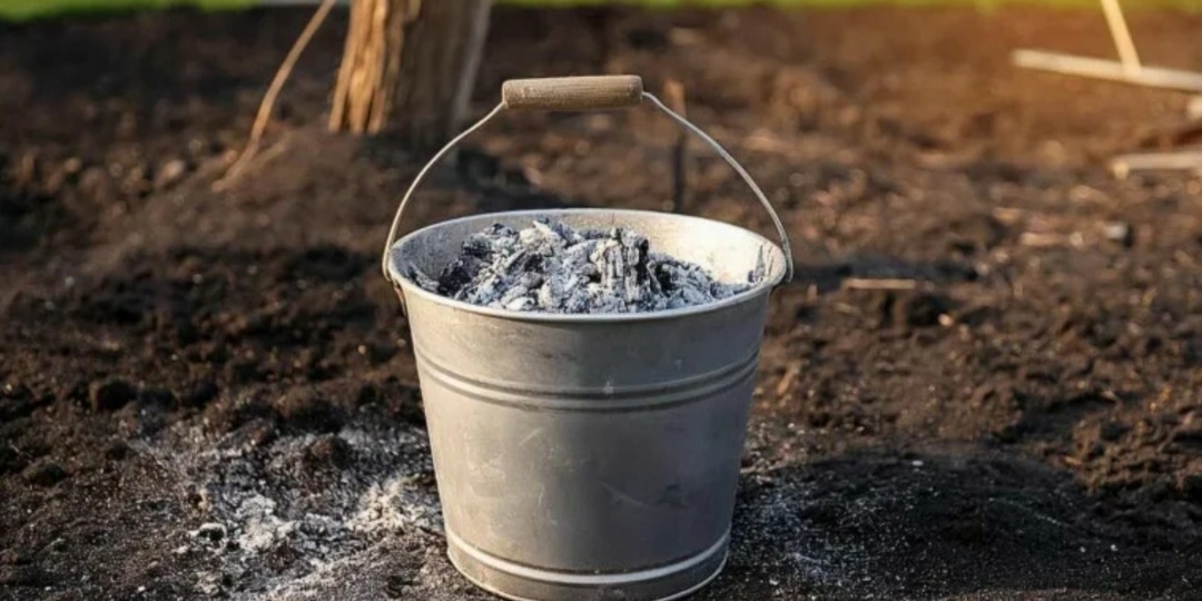 Полезные свойства золы. Как правильно и для чего использовать золу. Растения, которые не любят золу.