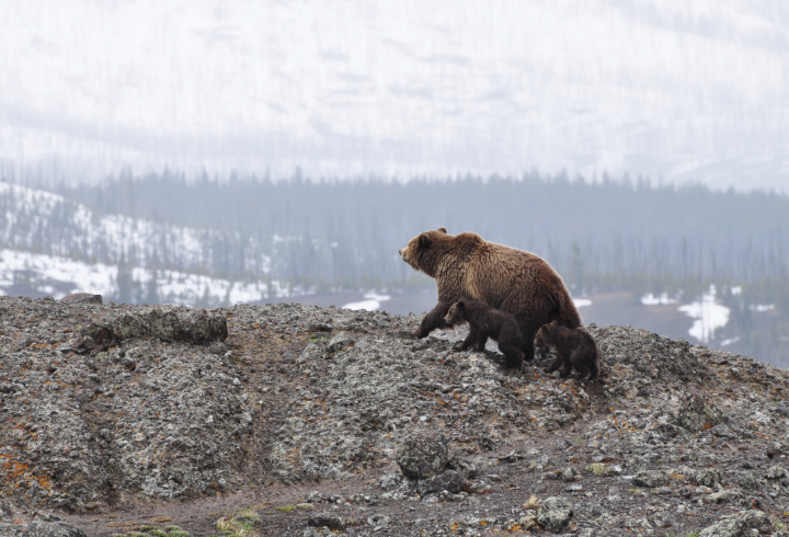 фото: pxhere.com