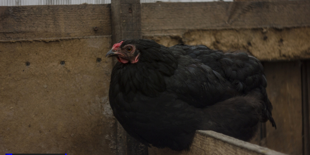 Томичам рассказали, как защитить домашний скот в период весеннего половодья