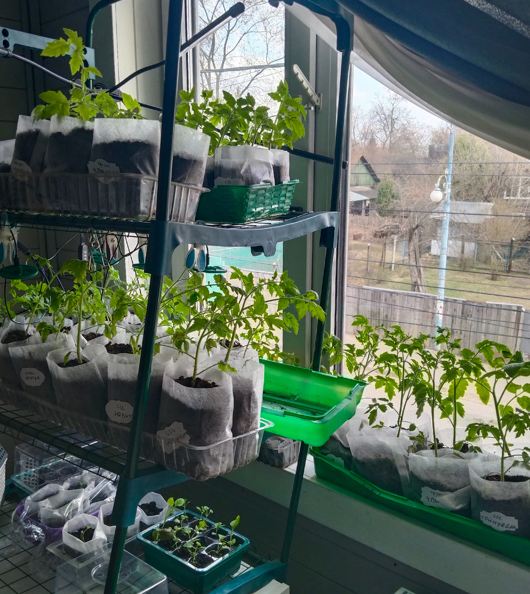 Рассада растет .