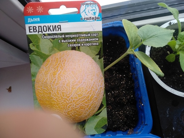 Распикированная рассада