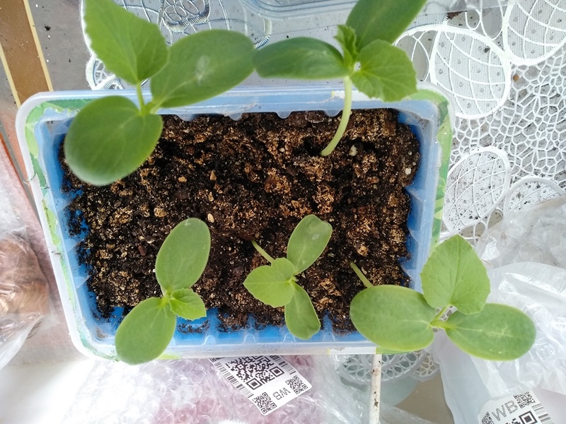 Растения начали вытягиваться