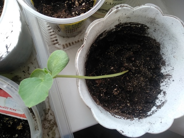 Неидеальный старт — не повод сдаваться: история рассады дыни «Евдокия»