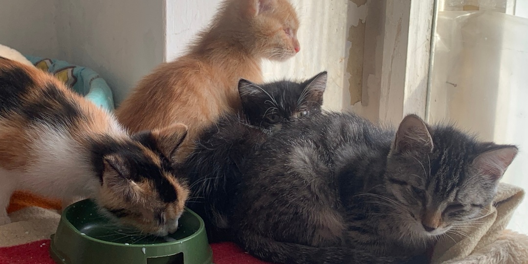 Новое поколение котят Пеструшки: Таша, Лёва, Сеня, Лиза. Что происходит в их жизни