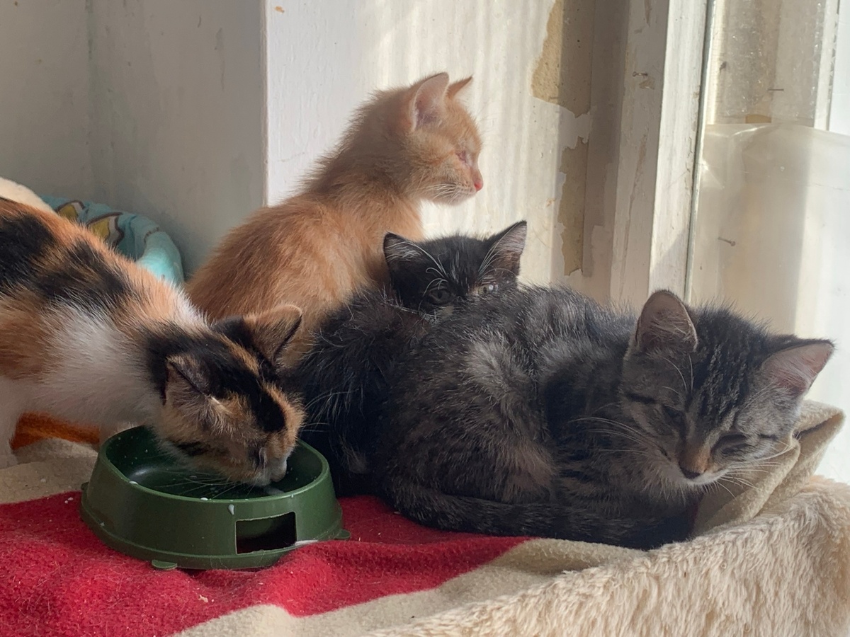 Восьмое поколение Пеструшки