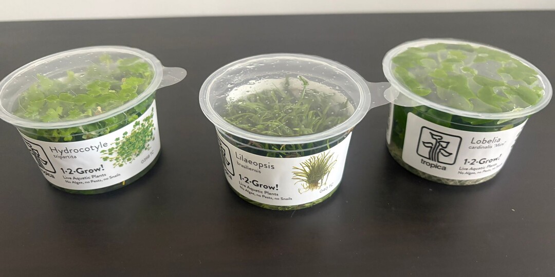 Травушка-муравушка и новое «страшное» слово: меристемные растения