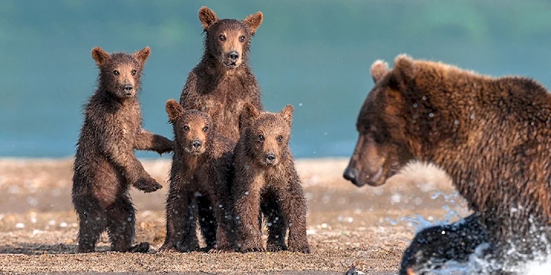 Пестун: Сбой цикла. Зачем медведь-подросток остаётся с мамой на ещё один год?