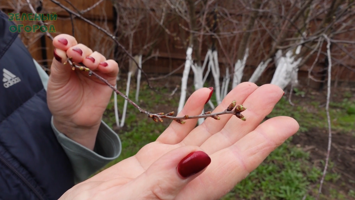 Почки на вишне