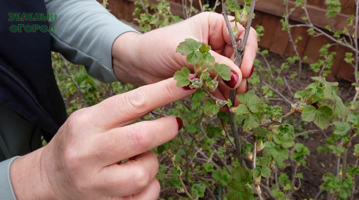 Цветочные бутоны на смородине