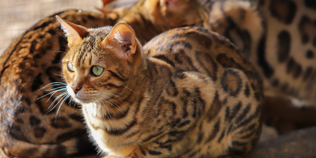 Бенгальская кошка: мини-леопард с замечательным характером