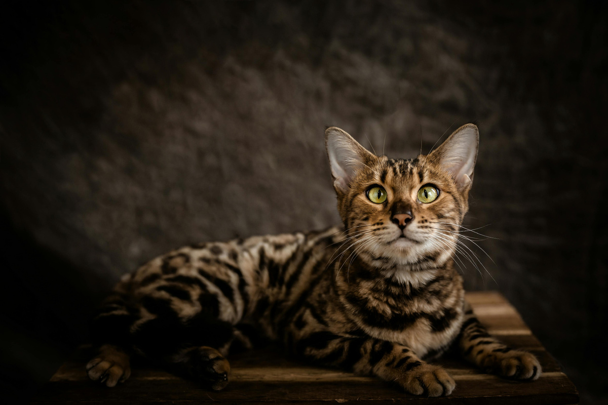 фотография бенгальской кошки