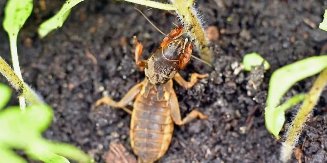 Как защитить рассаду от медведки: ловушки и препараты против вредителя