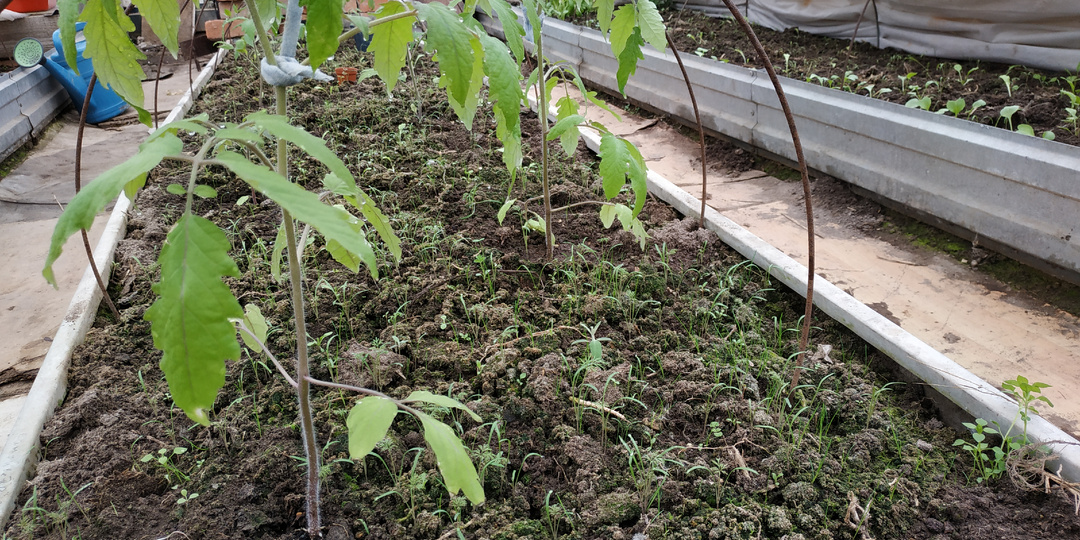 Профилактика и обогрев в саду. Очередной репортаж