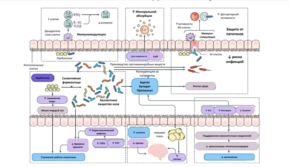 Карта полезных свойств клетчатки 
