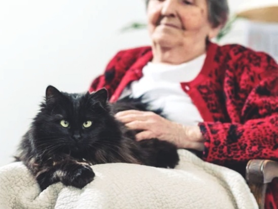 Почему некоторые пенсионеры не заводят дома кошек, хотя это типичный питомец пожилого человека