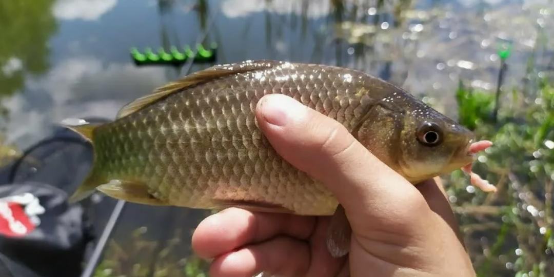 Карась, который всё изменил: одна вечерняя рыбалка стала началом увлечения