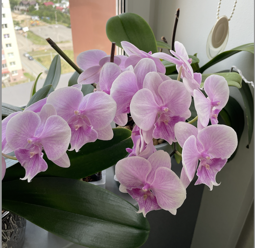 Орхидея фаленопсис Биг Лип ПИНИНГ / Phalaenopsis Pinying. Орхидеи С Еленой Кузнецовой