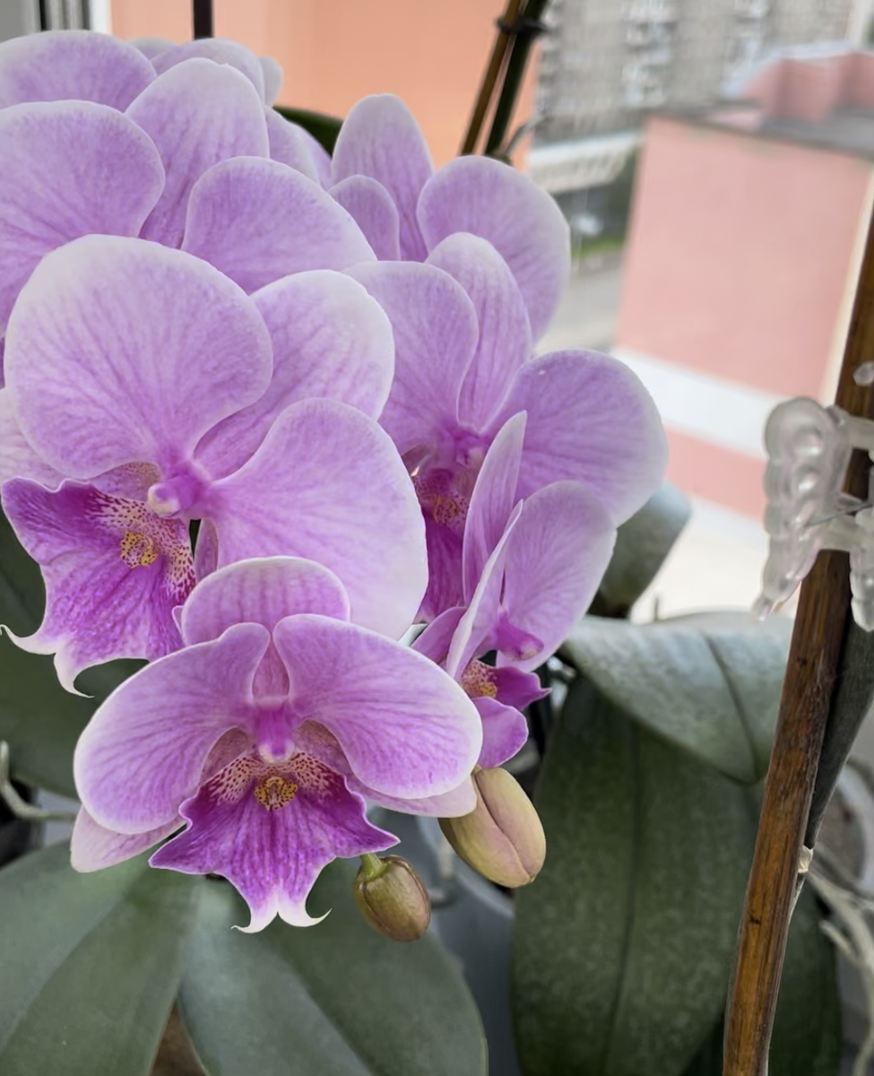 Орхидея фаленопсис Биг Лип ПИНИНГ / Phalaenopsis Pinying. Орхидеи С Еленой Кузнецовой