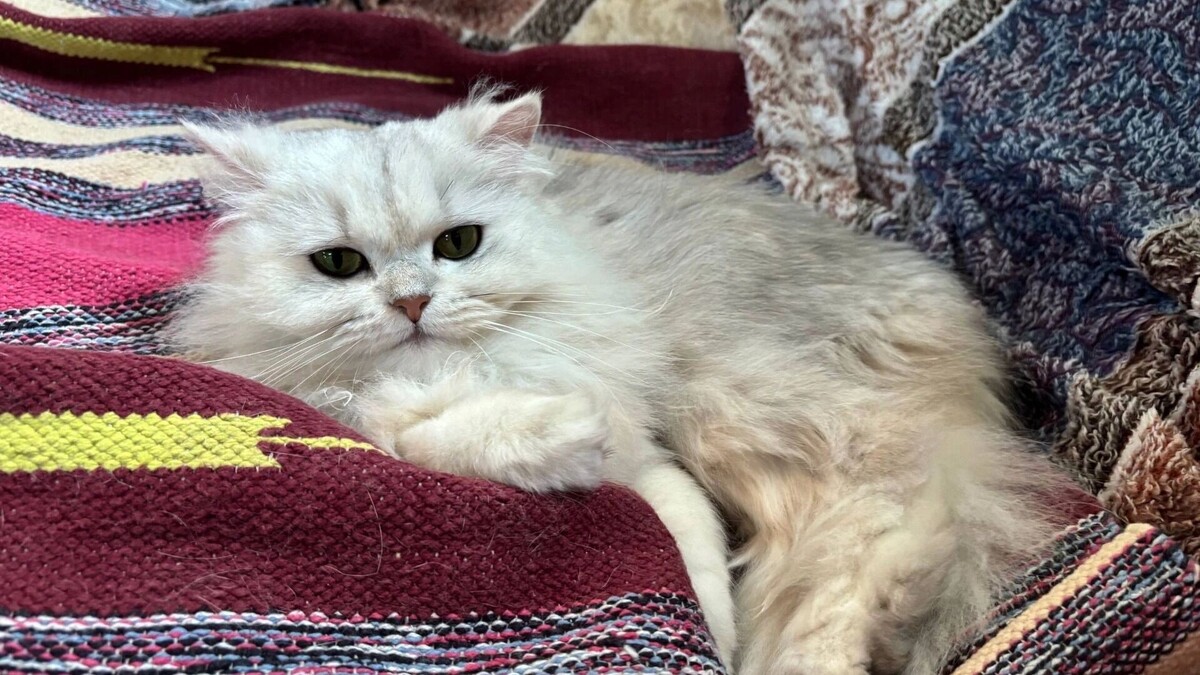    Породистая кошка на выставке   newsnn.ru