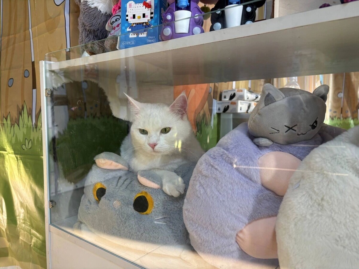    Участники выставки кошек   newsnn.ru