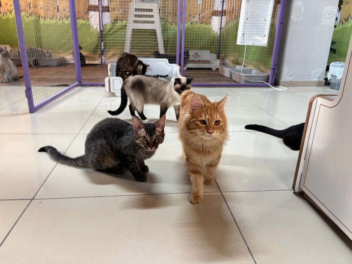    Участники выставки кошек   newsnn.ru