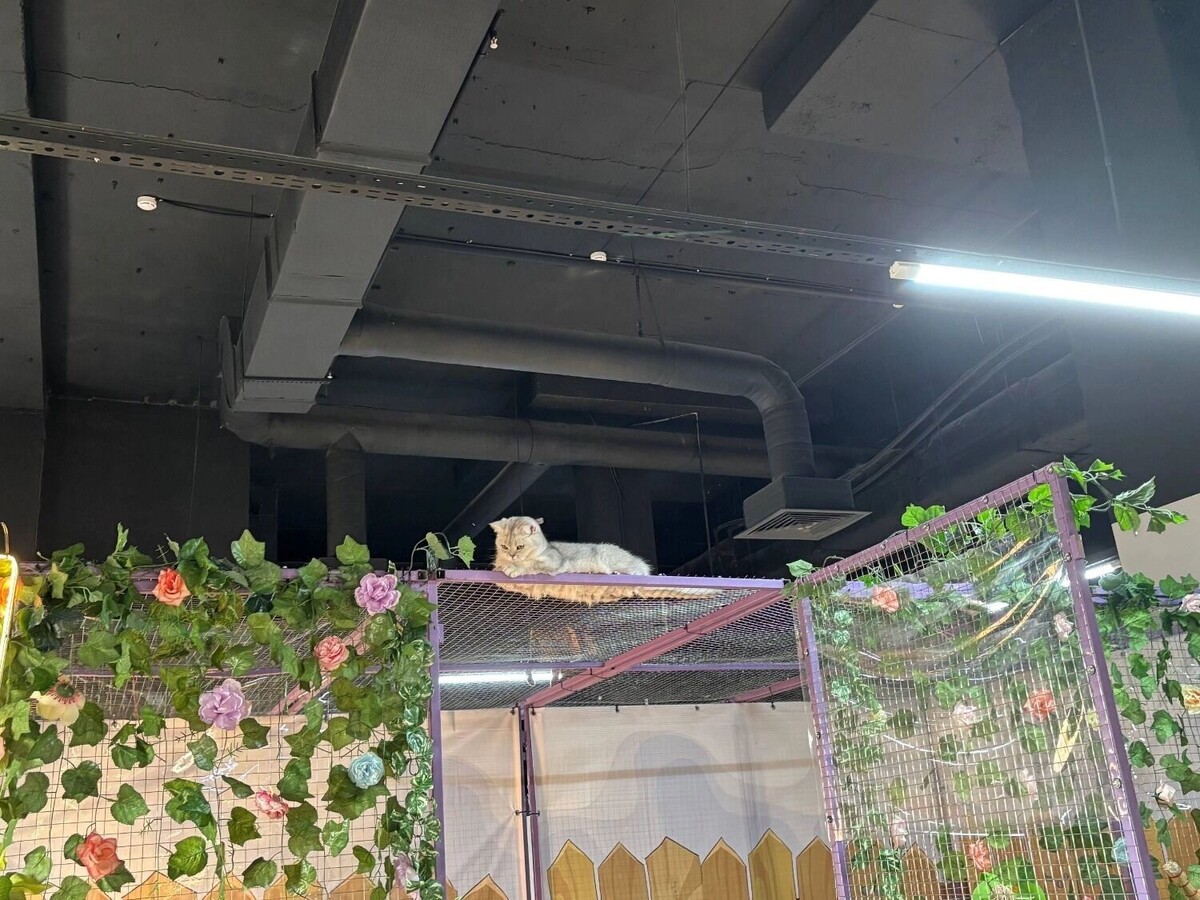    Участники выставки кошек   newsnn.ru