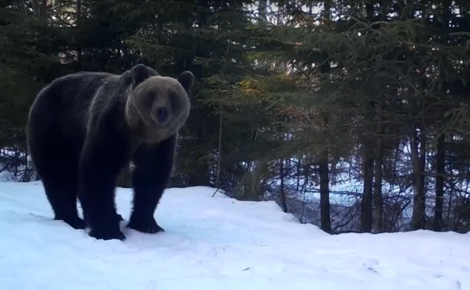    © Нижне-Свирский государственный заповедник