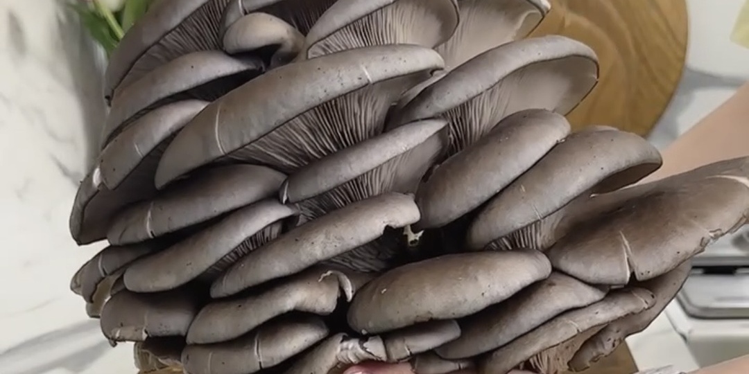 Не жарьте вёшенки, пока не попробуете этот способ