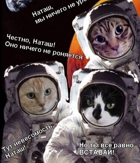 Мемы про космос с котиками
