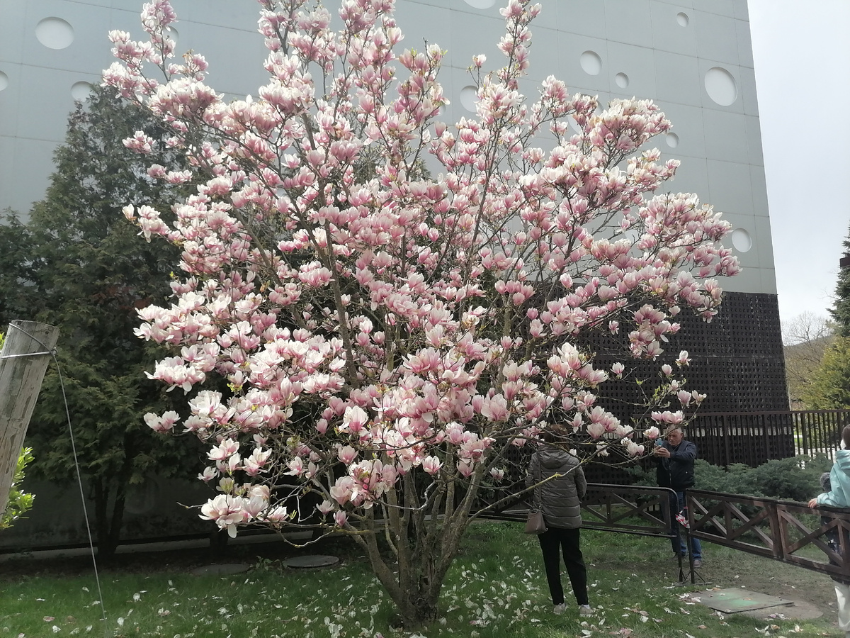 Я фотографировала только за забором. Лезть к цветам нет смысла, они не пахнут