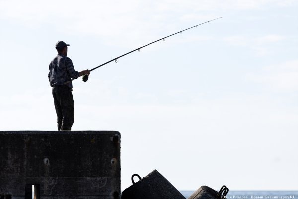 Росрыболовство: в Калининградской области рыбы меньше не становится