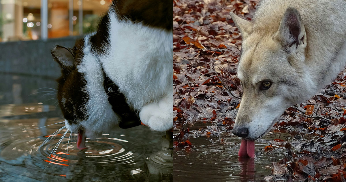 DL314 Lin & Aldo Houtkamp / Unsplash