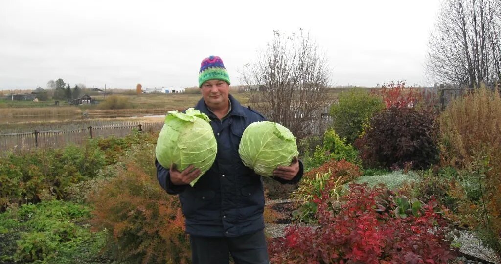 Время капусты!