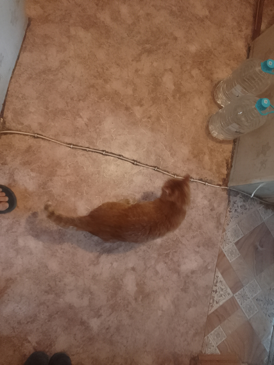 Аббат сторожит крису из подвала 