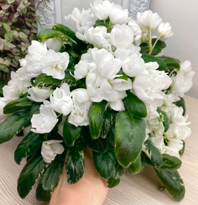 АВ- Коpзина Подснежников