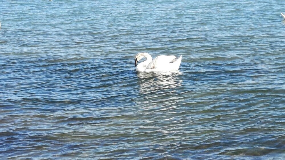 Остановись мгновенье - ты прекрасно...