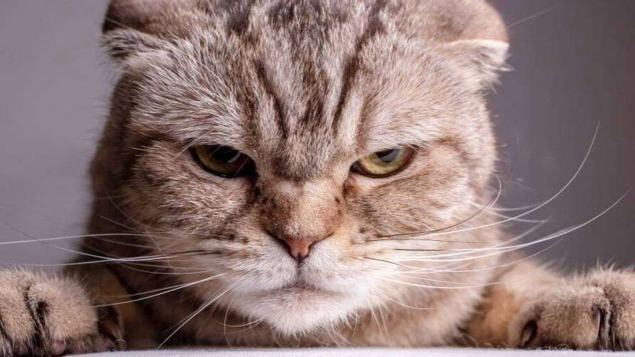 😾Каких людей терпеть не могут кошки? Откровения Кота