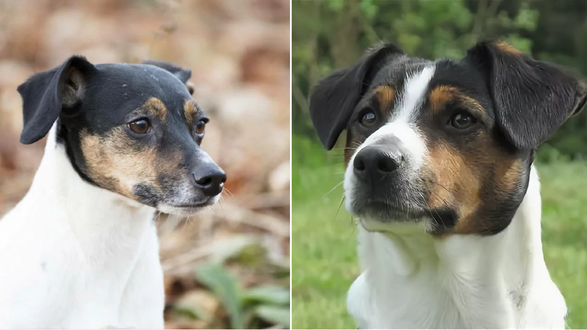 Датско-шведская фермерская собака