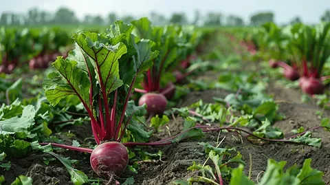 Картинка из интернета.