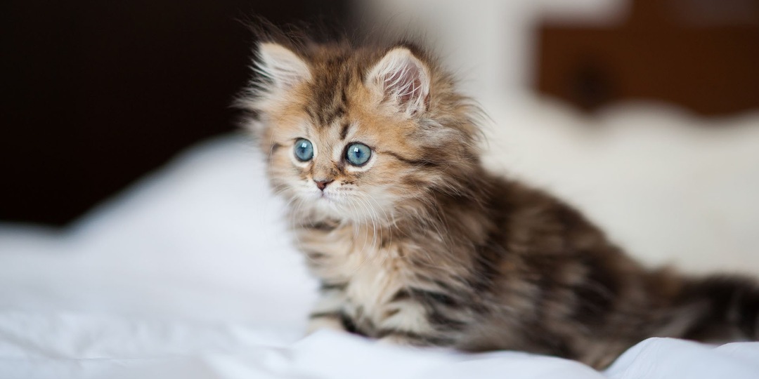 Ложь во спасение