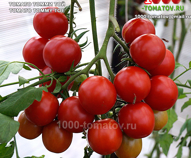 ТОМАТЫ – СВЕРХУРОЖАЙНЫЕ ЗАСОЛОЧНЫЕ СОРТА ч_1