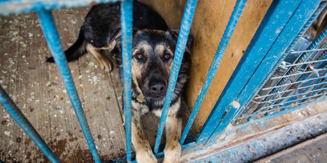«Машины плавали»: В Махачкале сосед спас собак и кошек из затопленного приюта