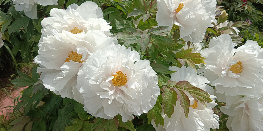 ПИОН ДРЕВОВИДНЫЙ. ОТВЕТЫ НА ВОПРОСЫ