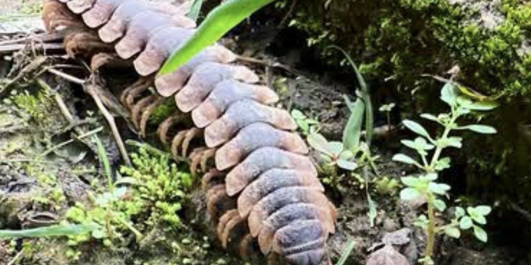 Тракторная многоножка - садовник леса