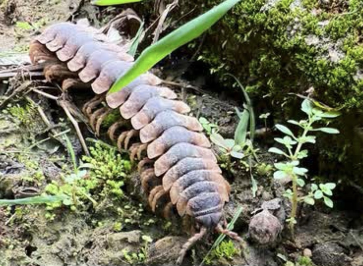 Тракторная многоножка (Tractor Millipede)
