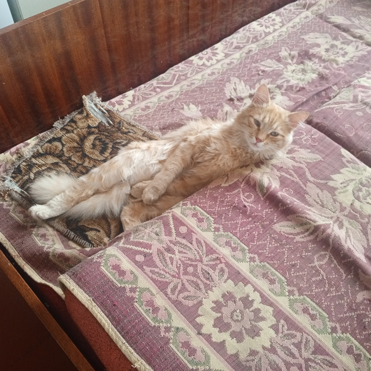 Рыжик в такой милой позе